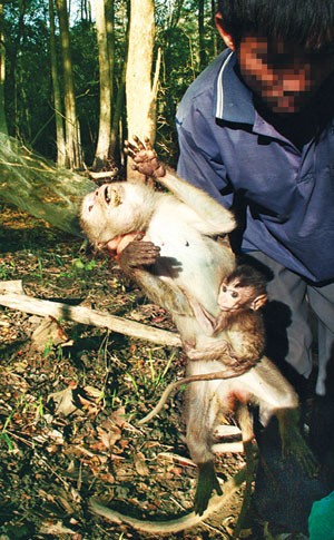 Đau lòng khi chứng kiến cảnh hai mẹ con khỉ bị sát hại.
